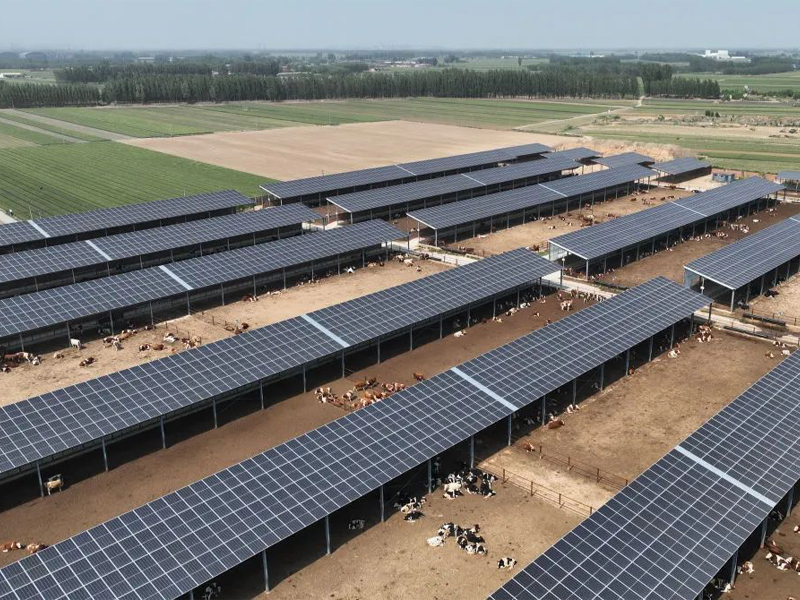 4 million RMB to build a photovoltaic chicken farm! Do “photovoltaic chickens” taste better?